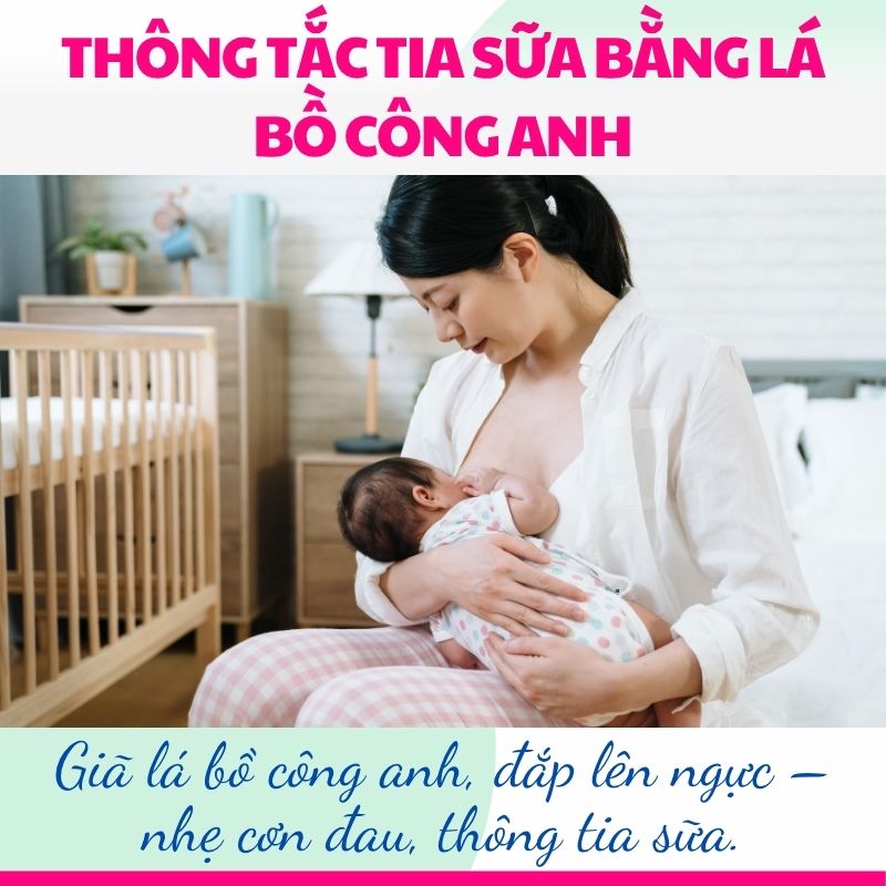 Giã lá bồ công anh, đắp lên ngực – nhẹ cơn đau, thông tia sữa.
